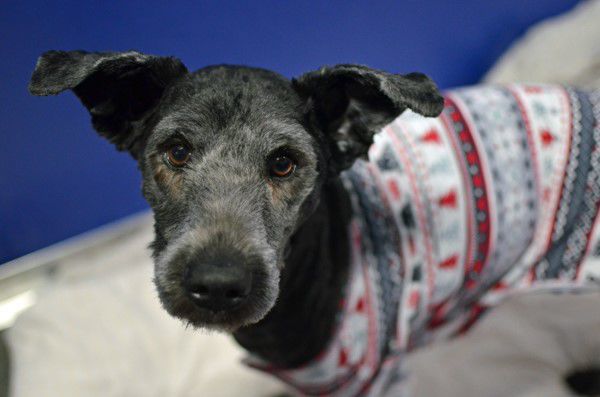 Pet of the Week